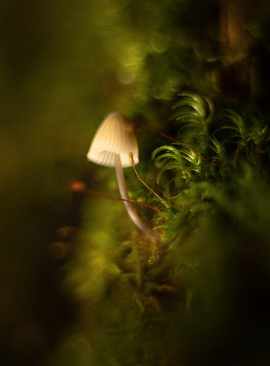 , Николай Андреев