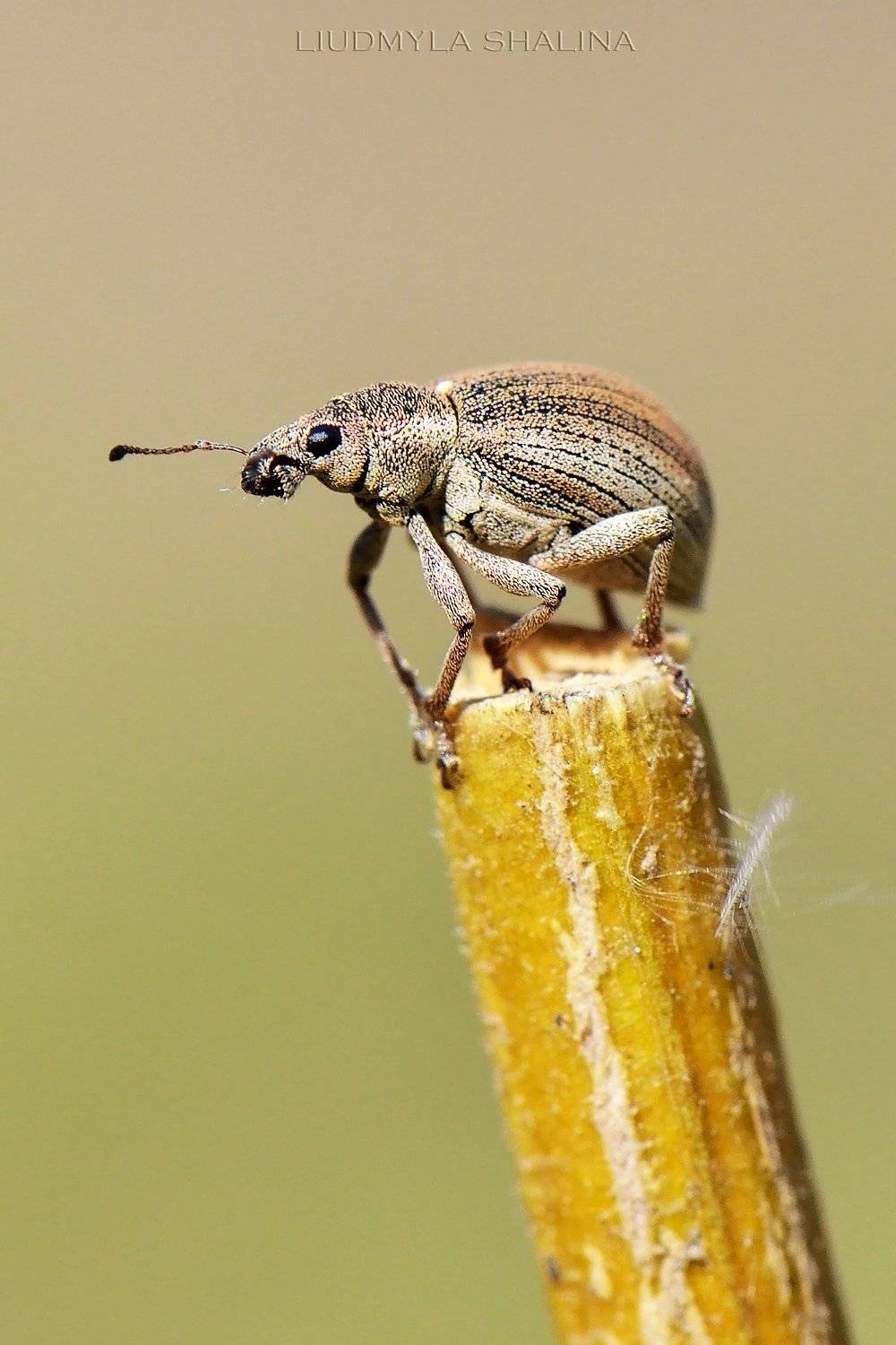 , Людмила Шалина