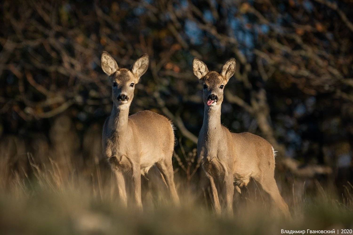 , Гвановский Владимир