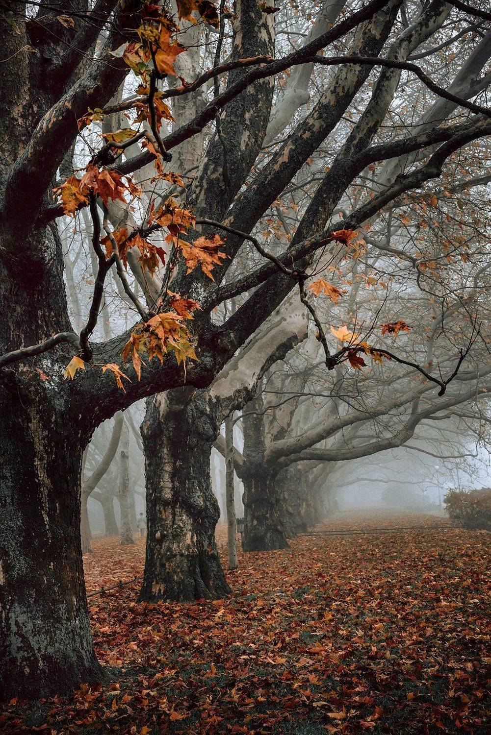 платаны autumn fall trees szczecin poland dranikowski magic mist foggy morning nature осень tree, Radoslaw Dranikowski