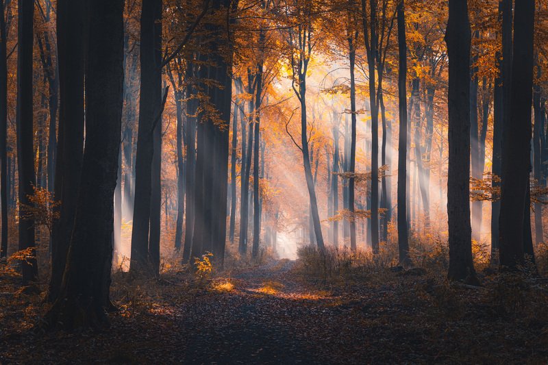 Forest story