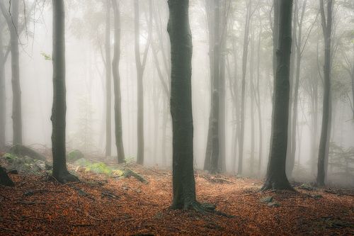 Landscape Park in the fog