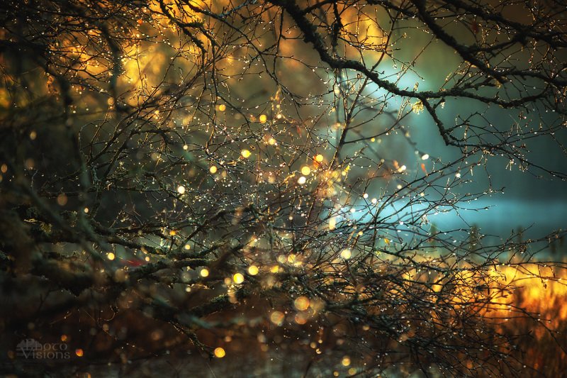Abstract autumn