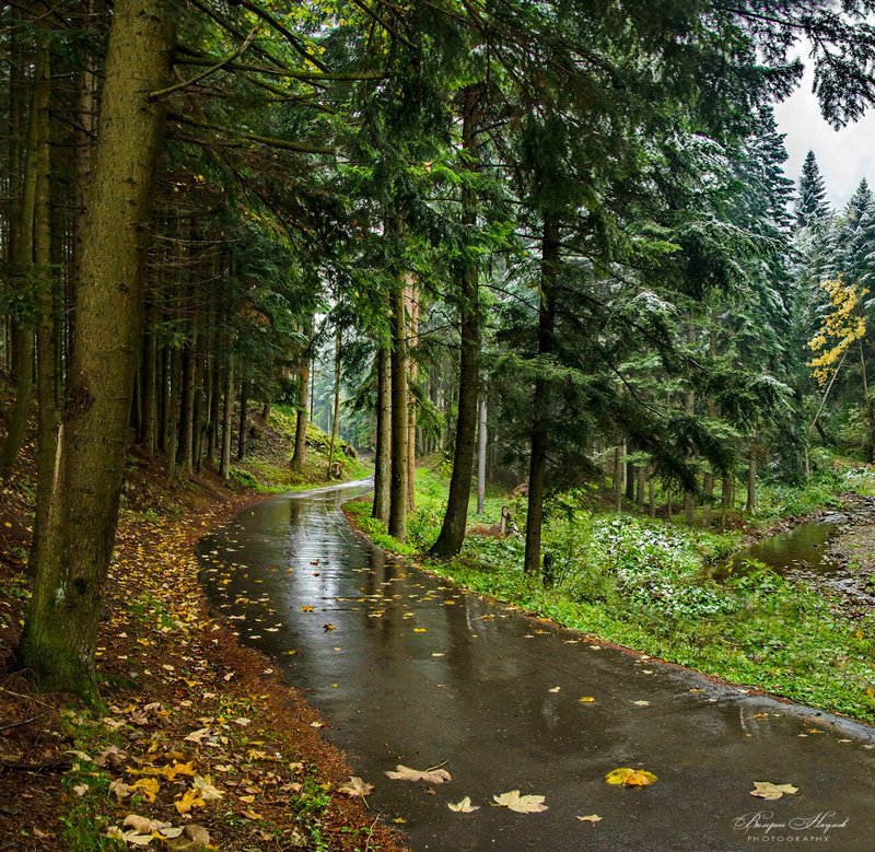 осень, октябрь, карпаты, дождь, снег, листва Плакала осень... фото превью