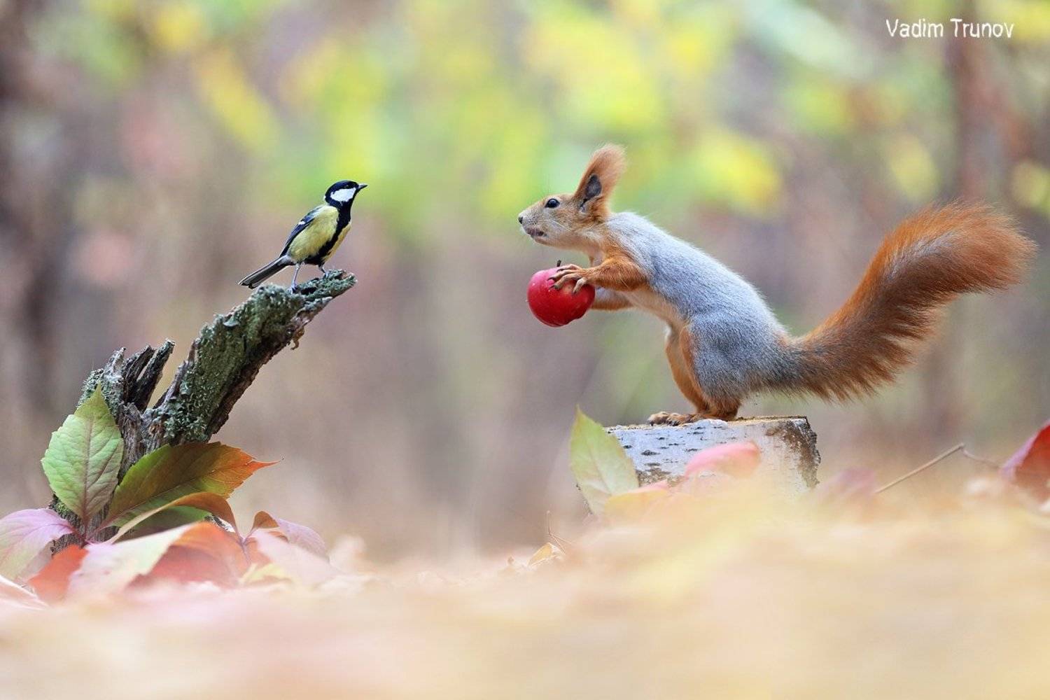белка, squirrel, птица, яблоко, Вадим Трунов