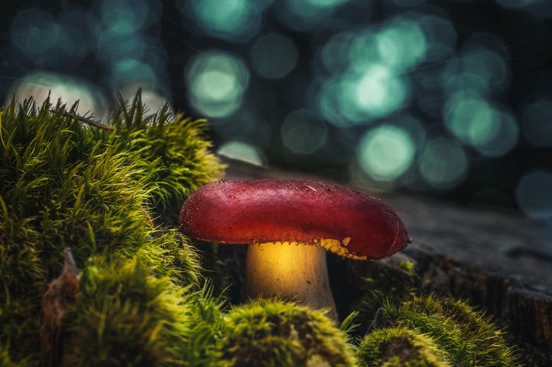 The poisonous beauty фото превью