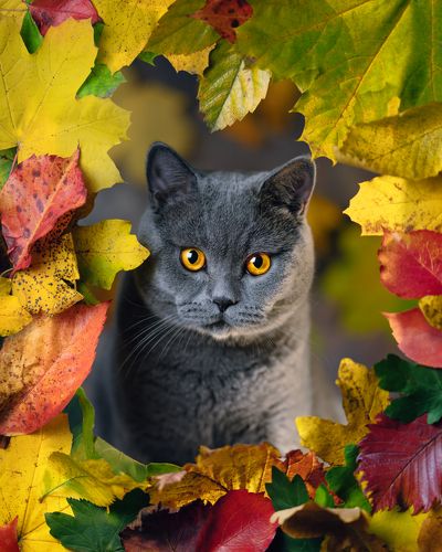 Sweet autumn