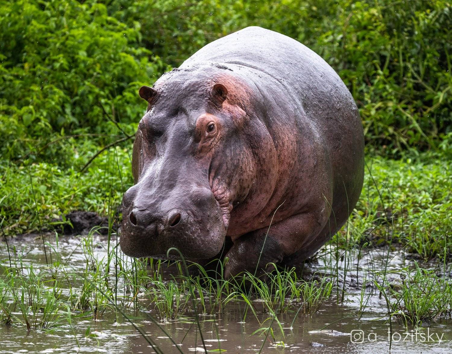 , Александр Лозицкий