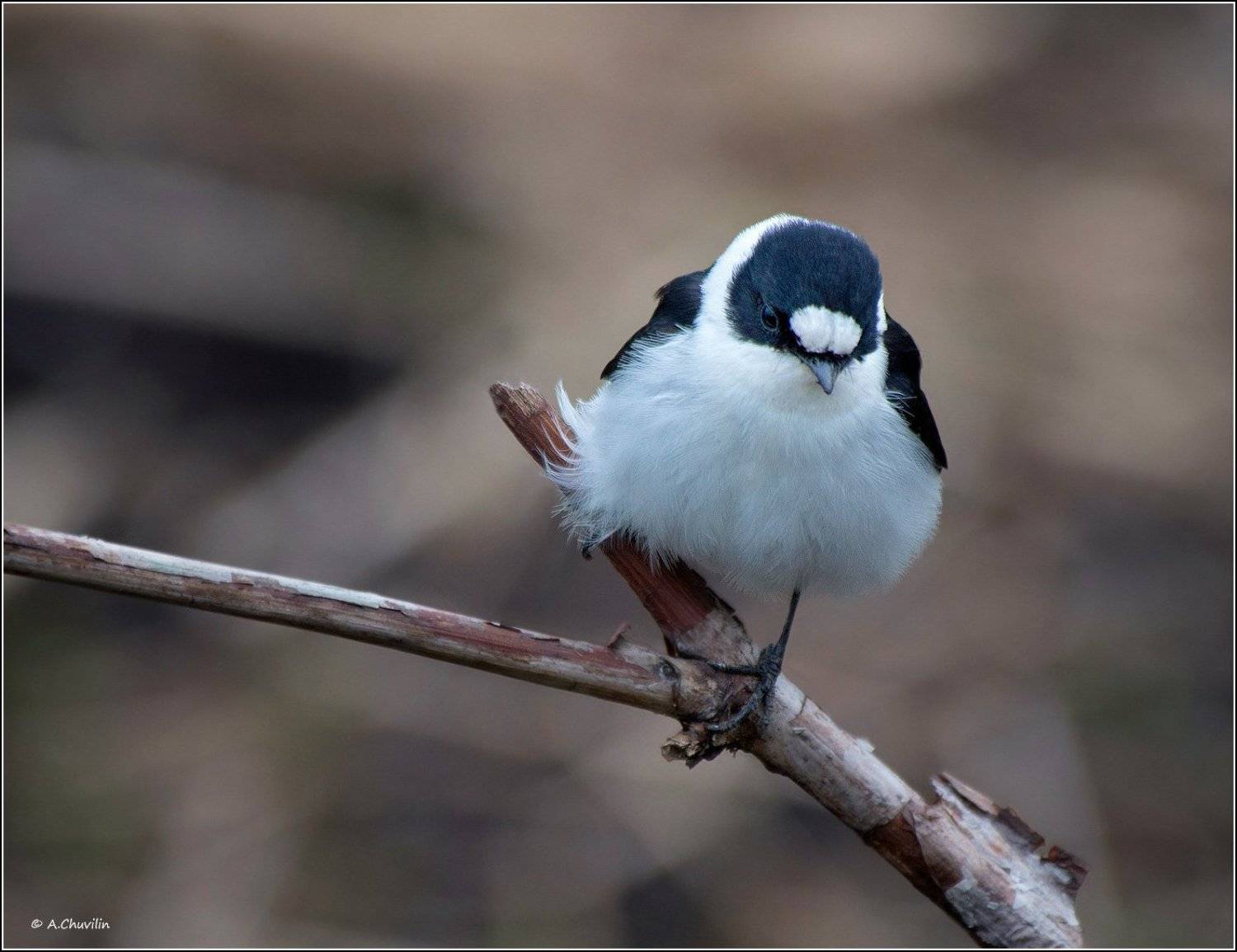 птица,мухоловка,белошейка,май, Александр Чувилин