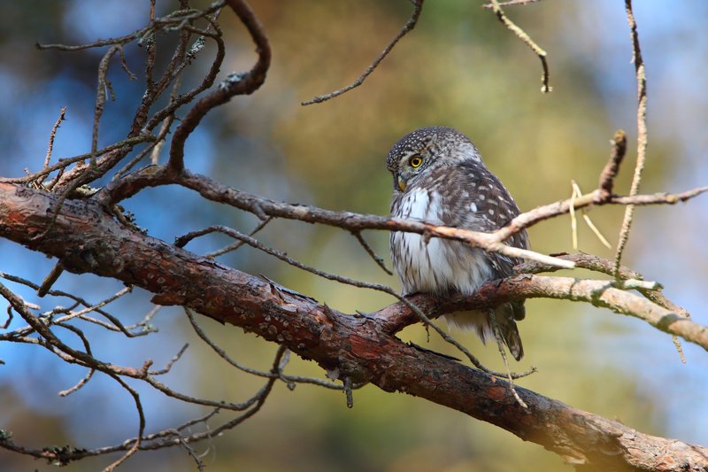 Сычик фото превью