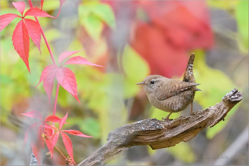 птицы, природа, крапивник, northern wren, troglodytes troglodytes, осень, октябрь, 2020, москва, россия Крапивник фото превью