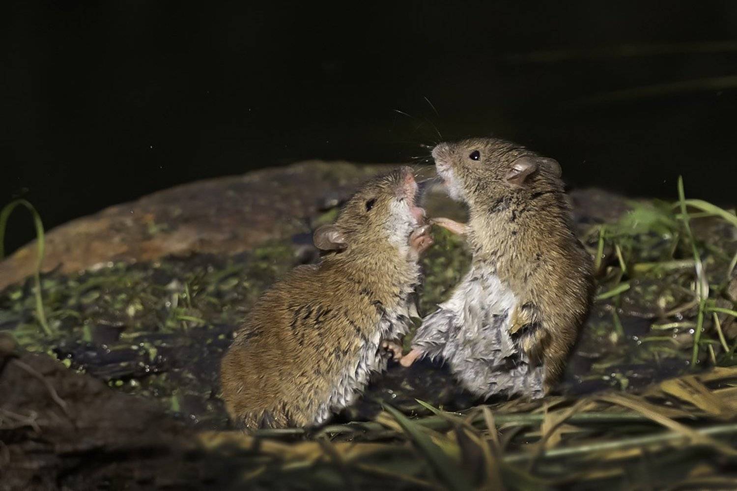 мыши, драка, осень , Наталия Сытина