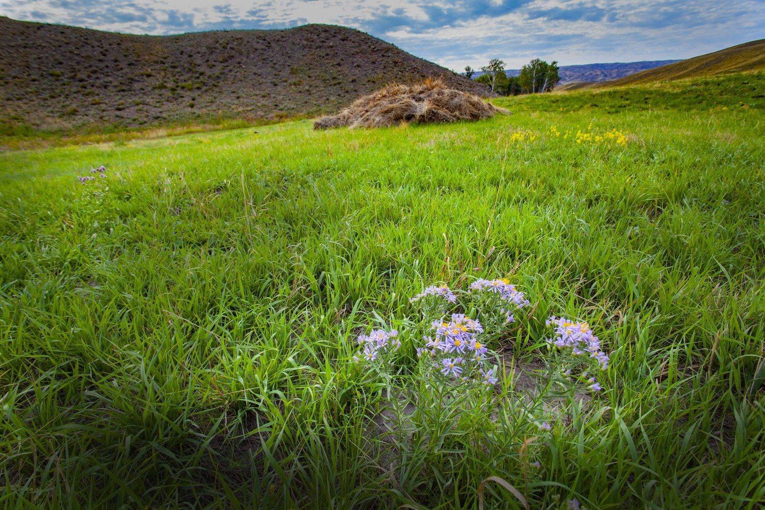 , петр чиков