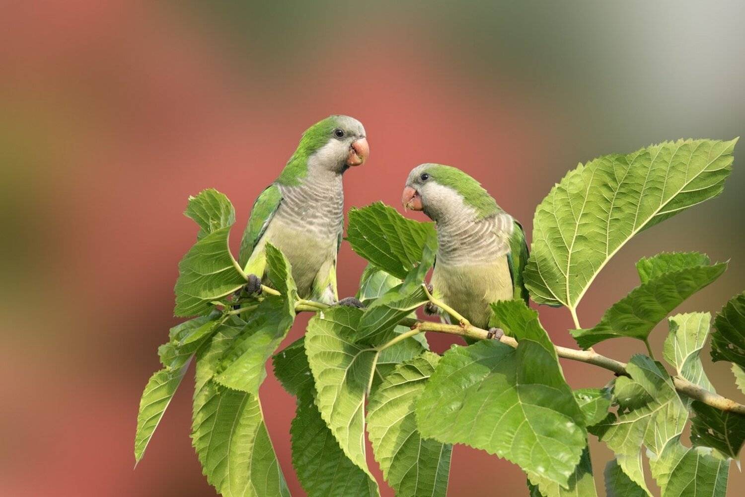 , Людмила Бекман