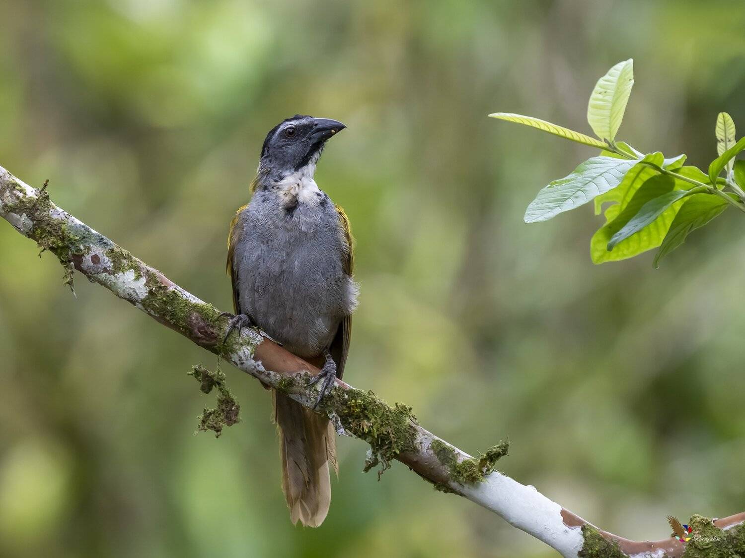 , Fernando Burgalin Sequeira