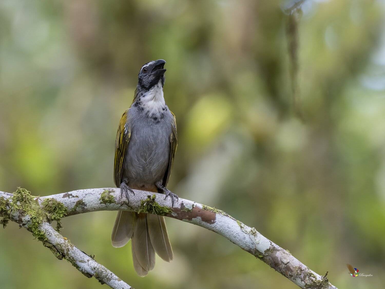 , Fernando Burgalin Sequeira