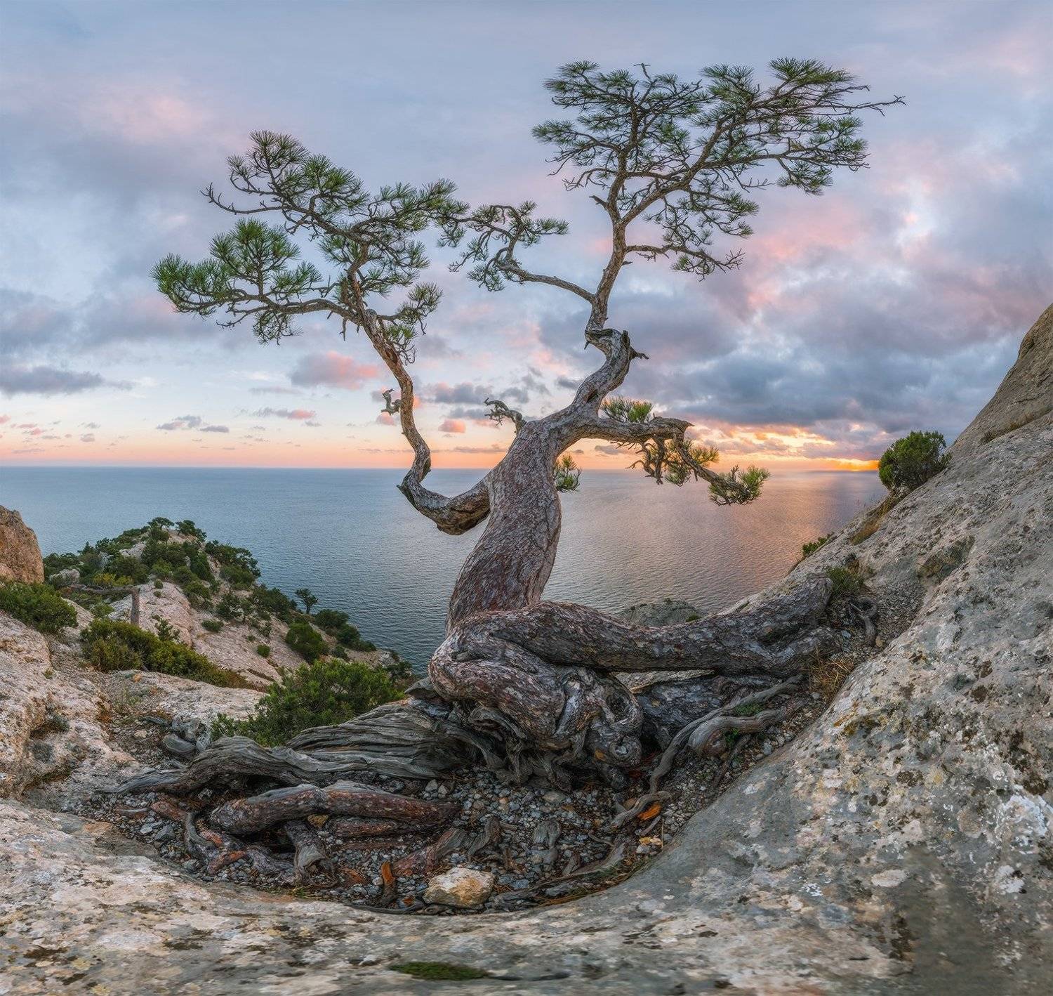 крым, новый свет, пик космос, сосна, осень, вечер, закат, Николай Мысливцев