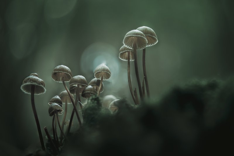 macro, forest , mushroom, autumn foggy morning фото превью