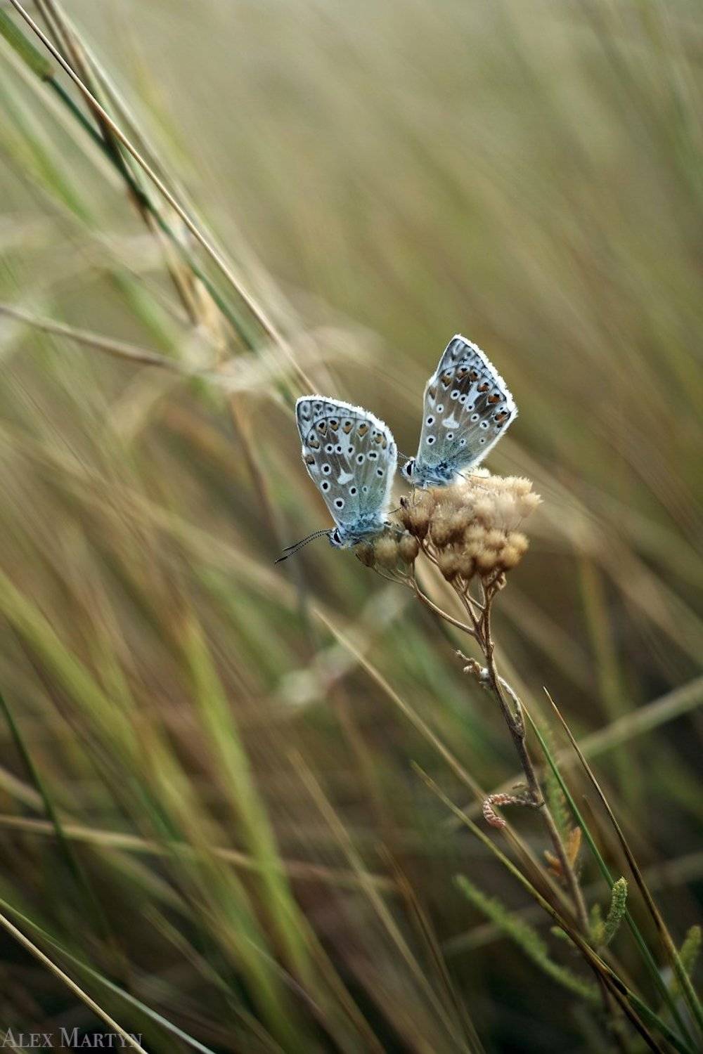 степь, бабочка, насекомые, макро,, Александр Мартынов