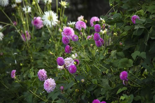 autumn garden landscape with purple flowers