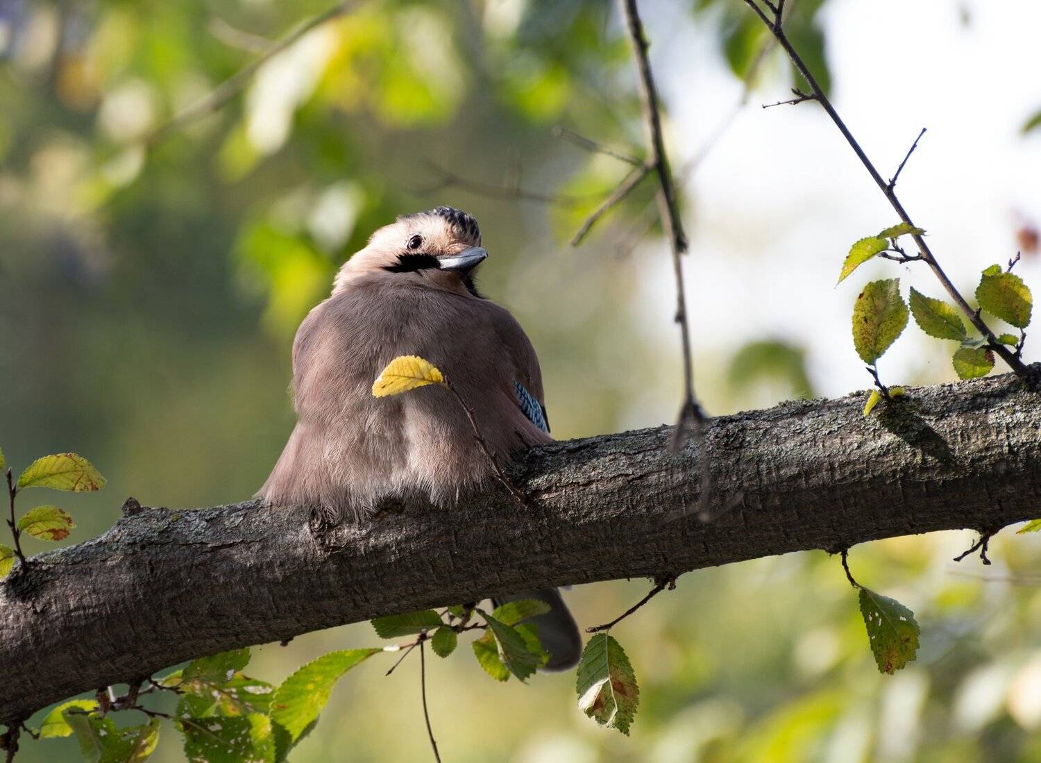 сойка, garrulus, glandarius, Алексей Рыльский