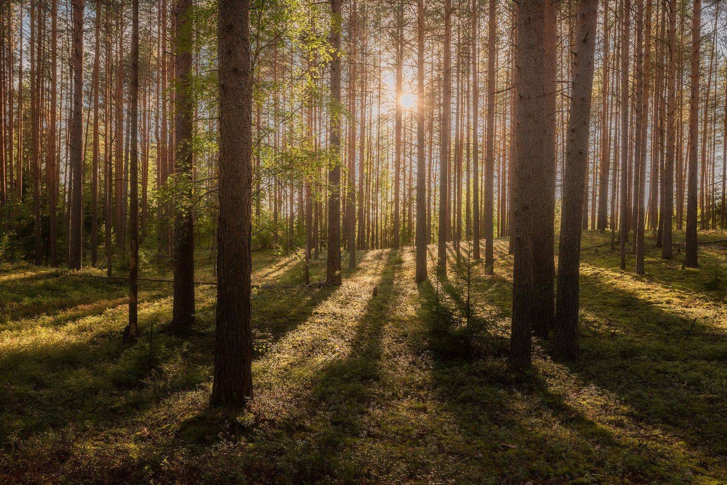 природа, пейзаж, карелия, лес, зелень, Рустам Афлятунов