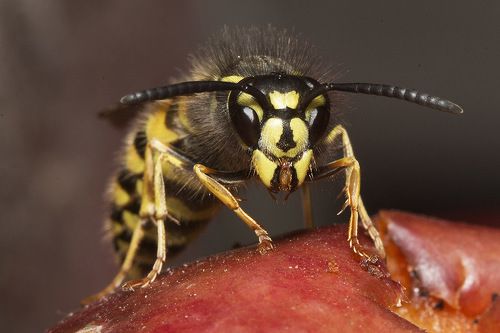 Осенний пир