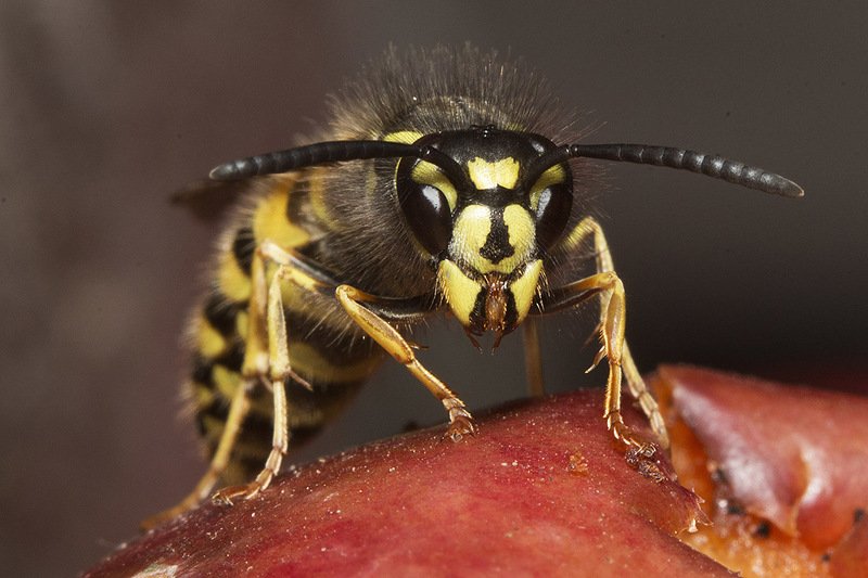 оса, яблоко, осень Осенний пир фото превью
