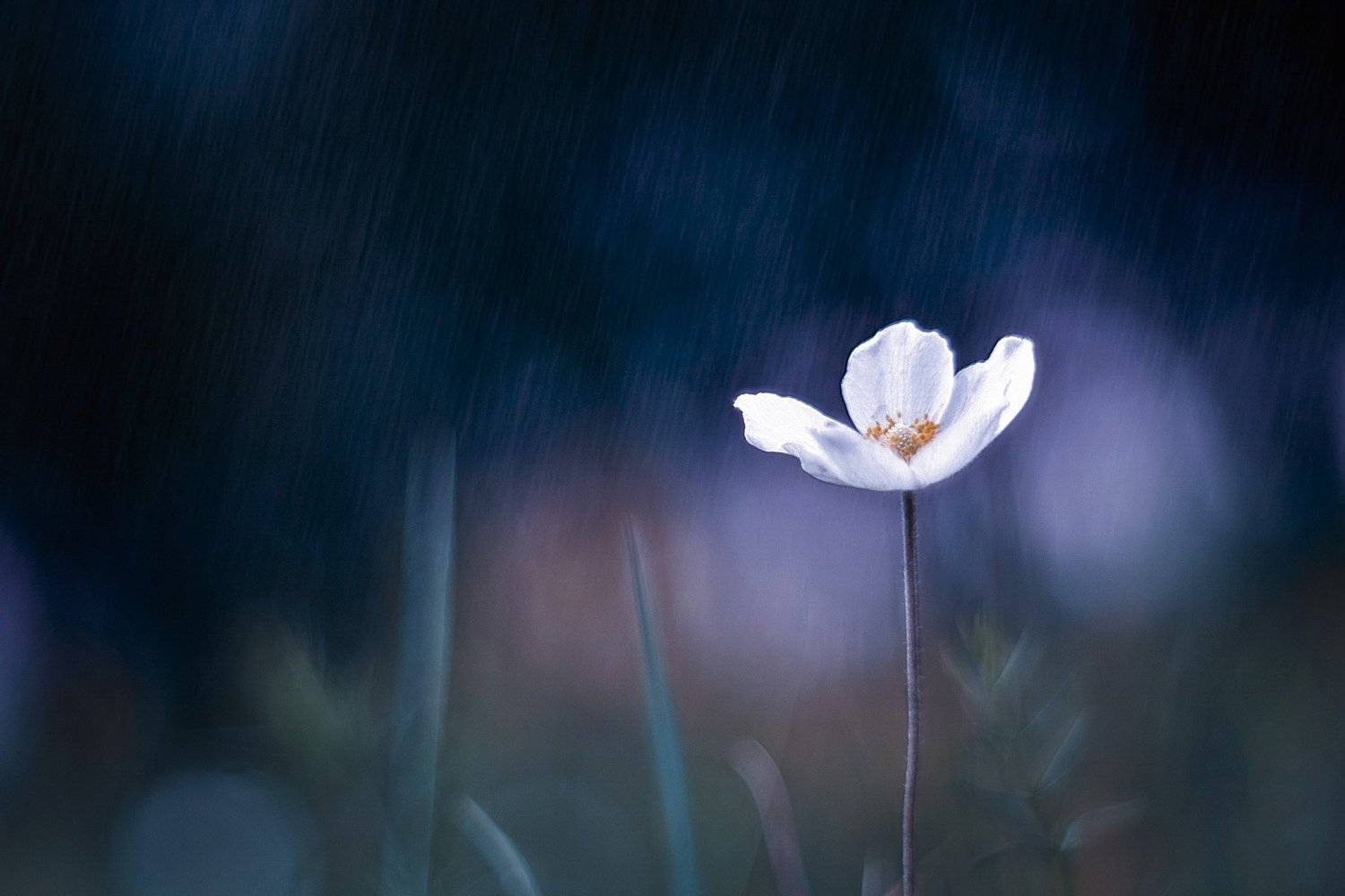 pentacon, macro, flowers, rainy day, siberia, krasnoyarsk, nikon, nature, макро, природа, жить и дышать, вчувствование, родное и близкое, цветы, светить вопреки, цветы, сибирь, красноярск, Виктория Быканова