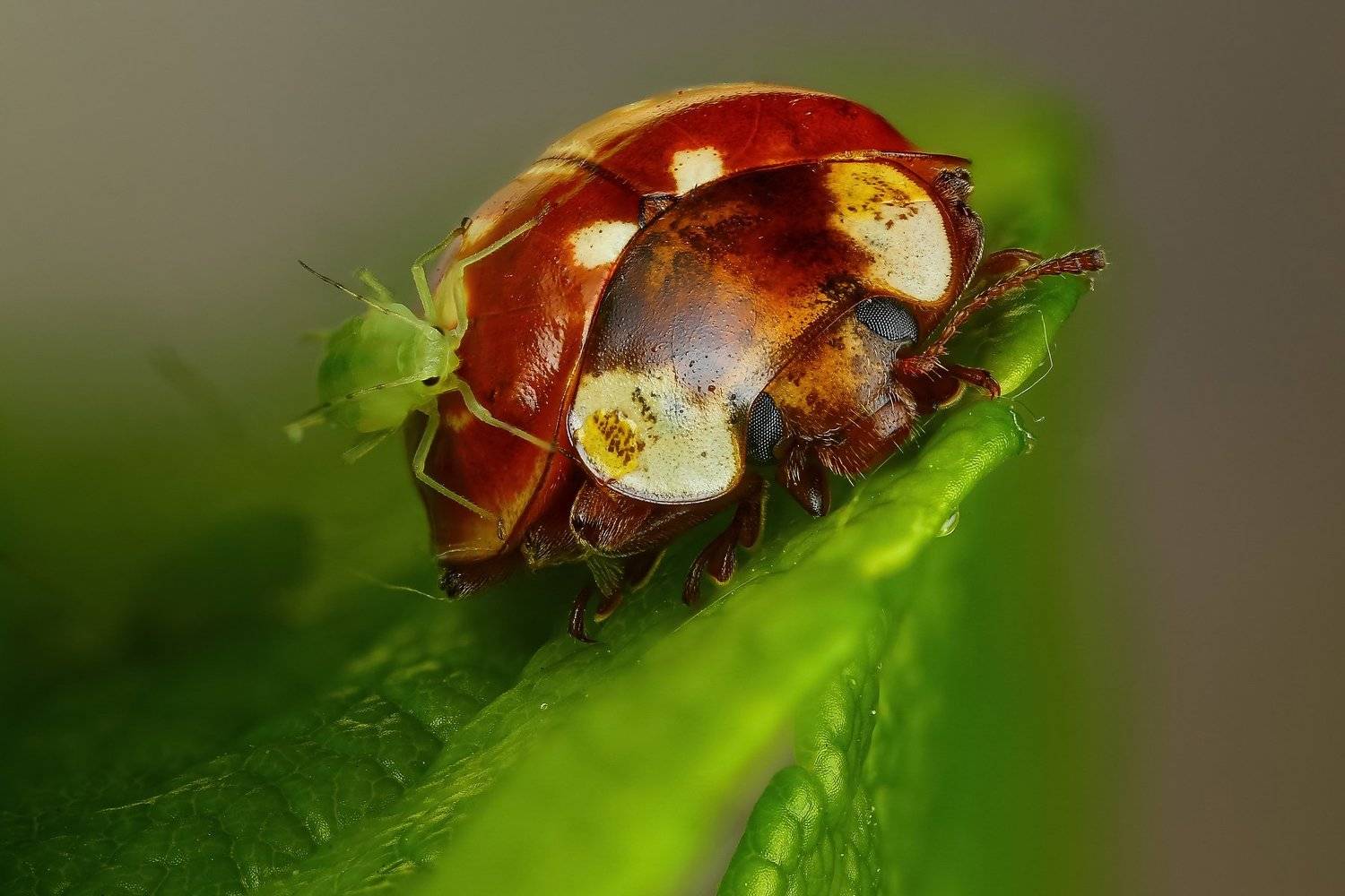 макро,природа,насекомое,животное,жук,оранжевый,тля,цвет,растение,зеленый, Андрей Шаповалов