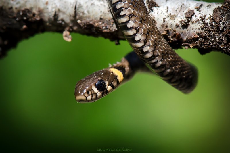 Маленький ужик фото превью