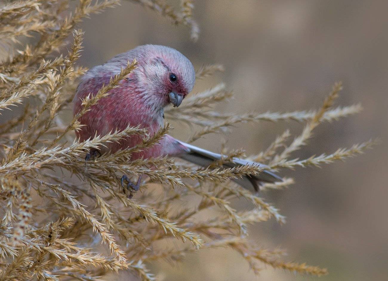 урагус,длиннохвостый снегирь,самец,перекати-поле,осень, Иван