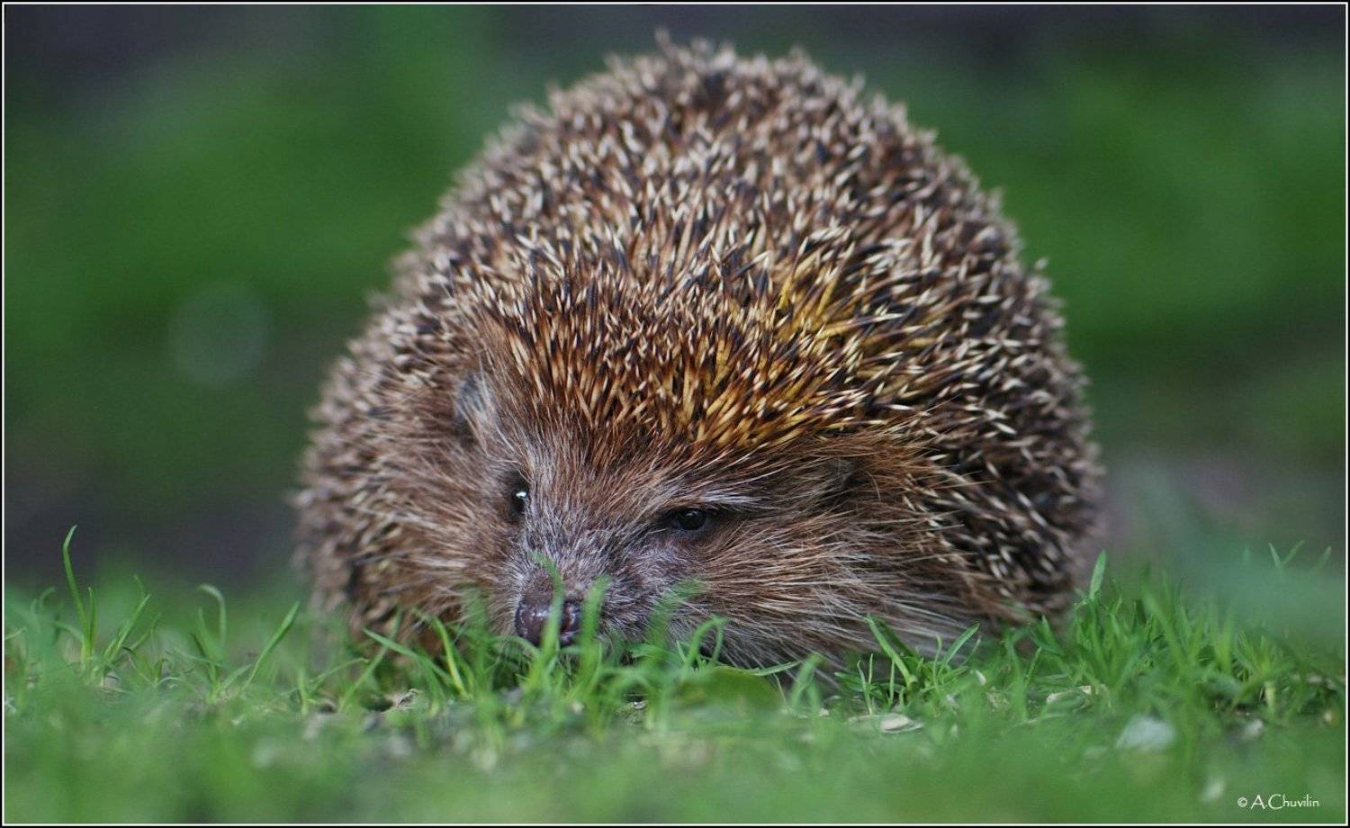 ёжик, Александр Чувилин