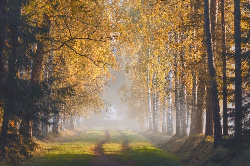 питер, павловский, павловскийпарк, осень, пейзаж, landscape, tsarskoyeselo, autumn, туман , рассвет В осень . . . фото превью
