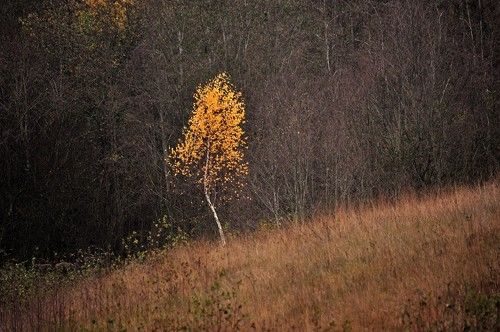 Жёлтая берёзка.