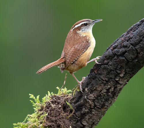 Крапивник Каролинский - Carolina Wren