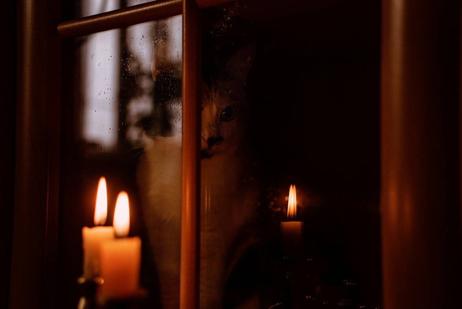 Halloween Eve. Автор: Виталий Шевченко , Виталий Шевченко