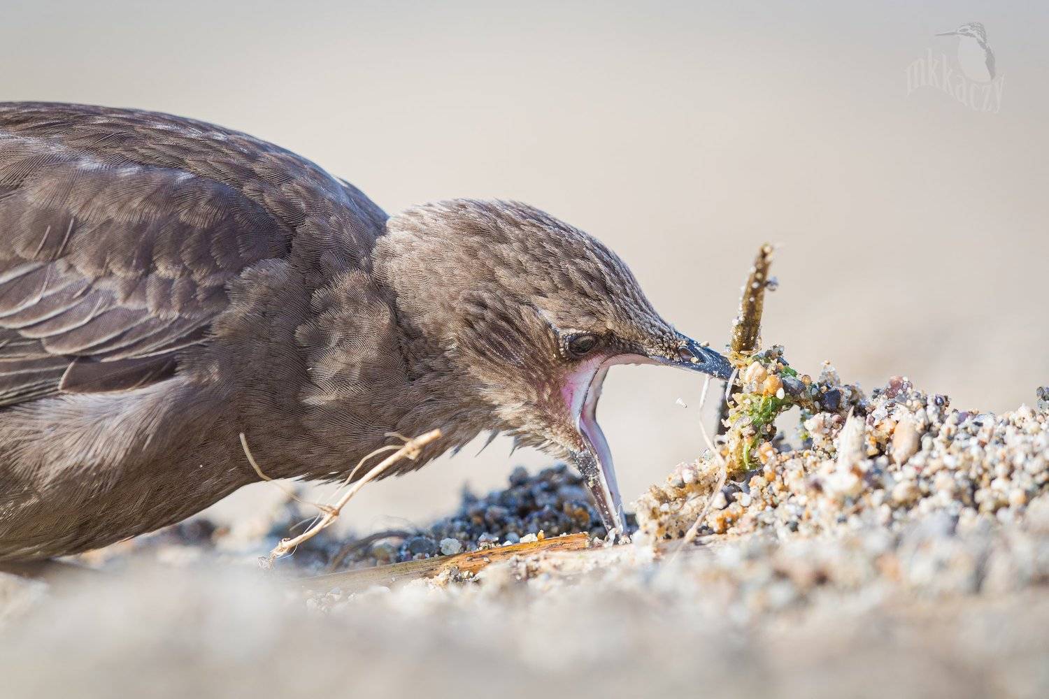 , Marcin Kaczmarkiewicz