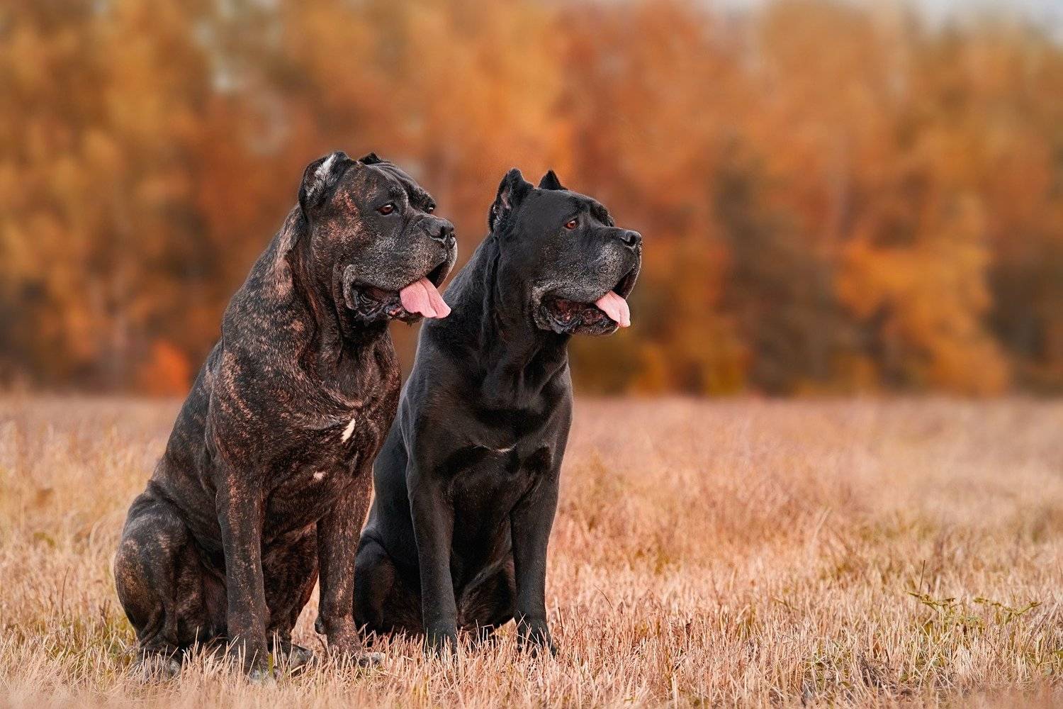 породы собак, кане корсо, итальянский кане корсо, Оксана Сироштан