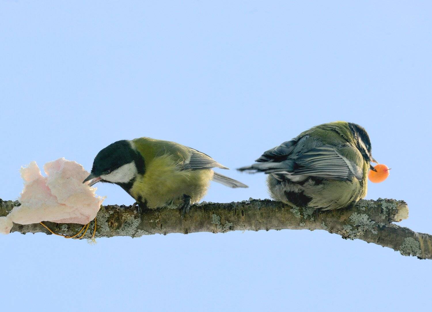 , Михаил Белоусов