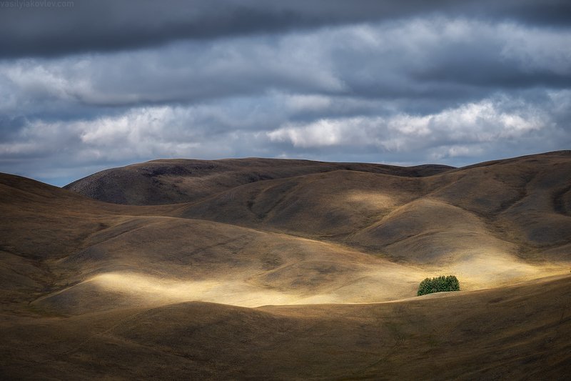 Оазис фото превью