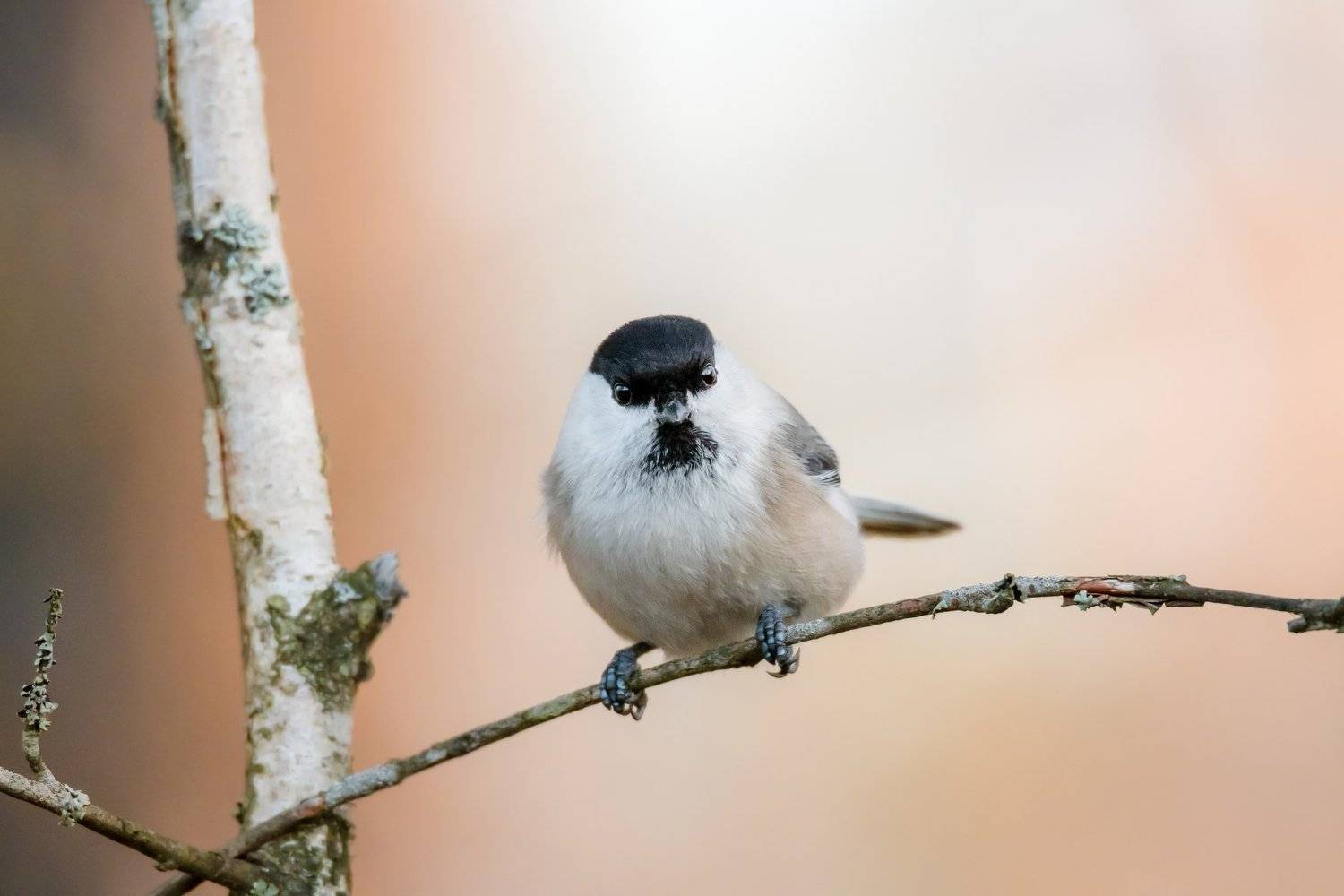poecile montanus, parus montanus, буроголовая гаичка, пухляк, розовый, осень, солнечно, птичка с чёрной шапочкой, Ксения Соварцева