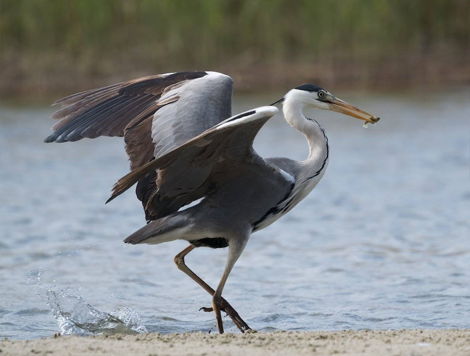природа, птицы, цапля, охота, мелкая рыбка, Александр Смолкин