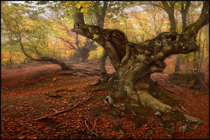 Старый знакомый ещё жив ...! фото превью