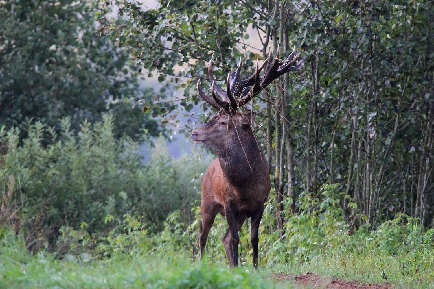 111, Пашкевич Василий