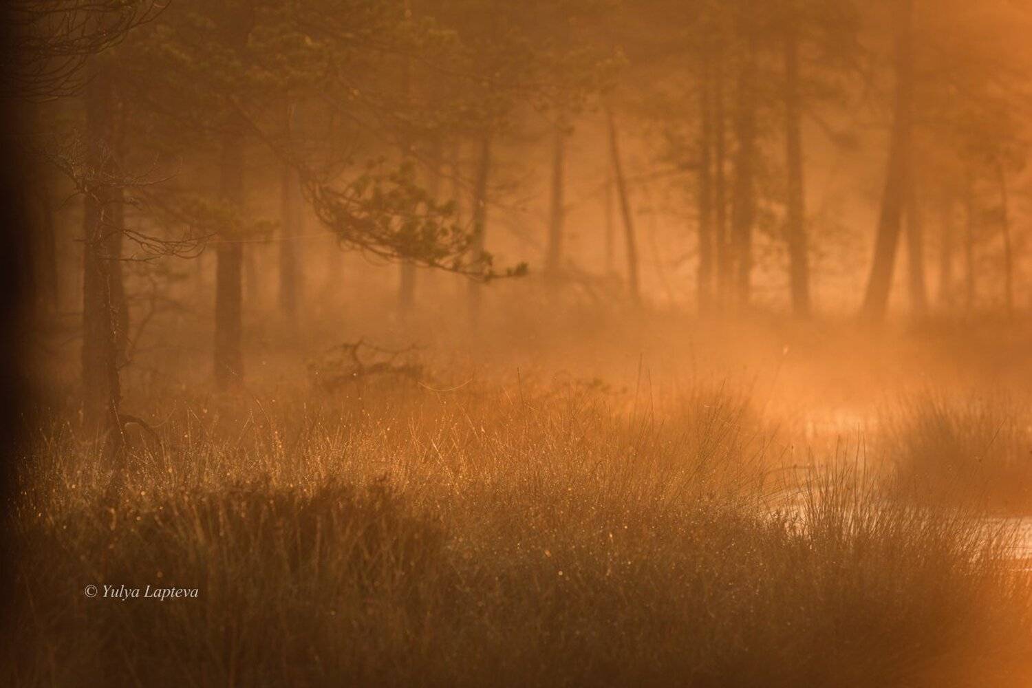природа утро,болото,туман,рассвет,красота,россия, Юлия Лаптева