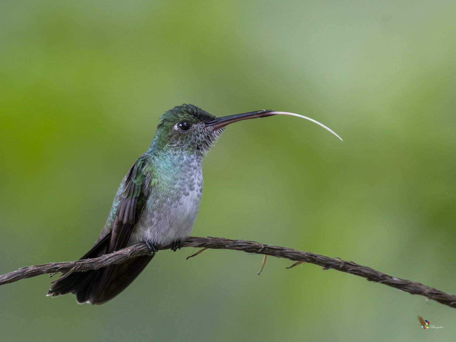 , Fernando Burgalin Sequeira