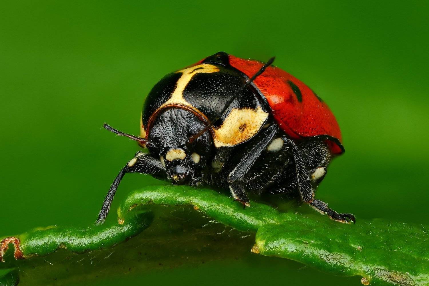 макро,природа,насекомое,животное,жук,красный,цвет,растение,зеленый, Андрей Шаповалов