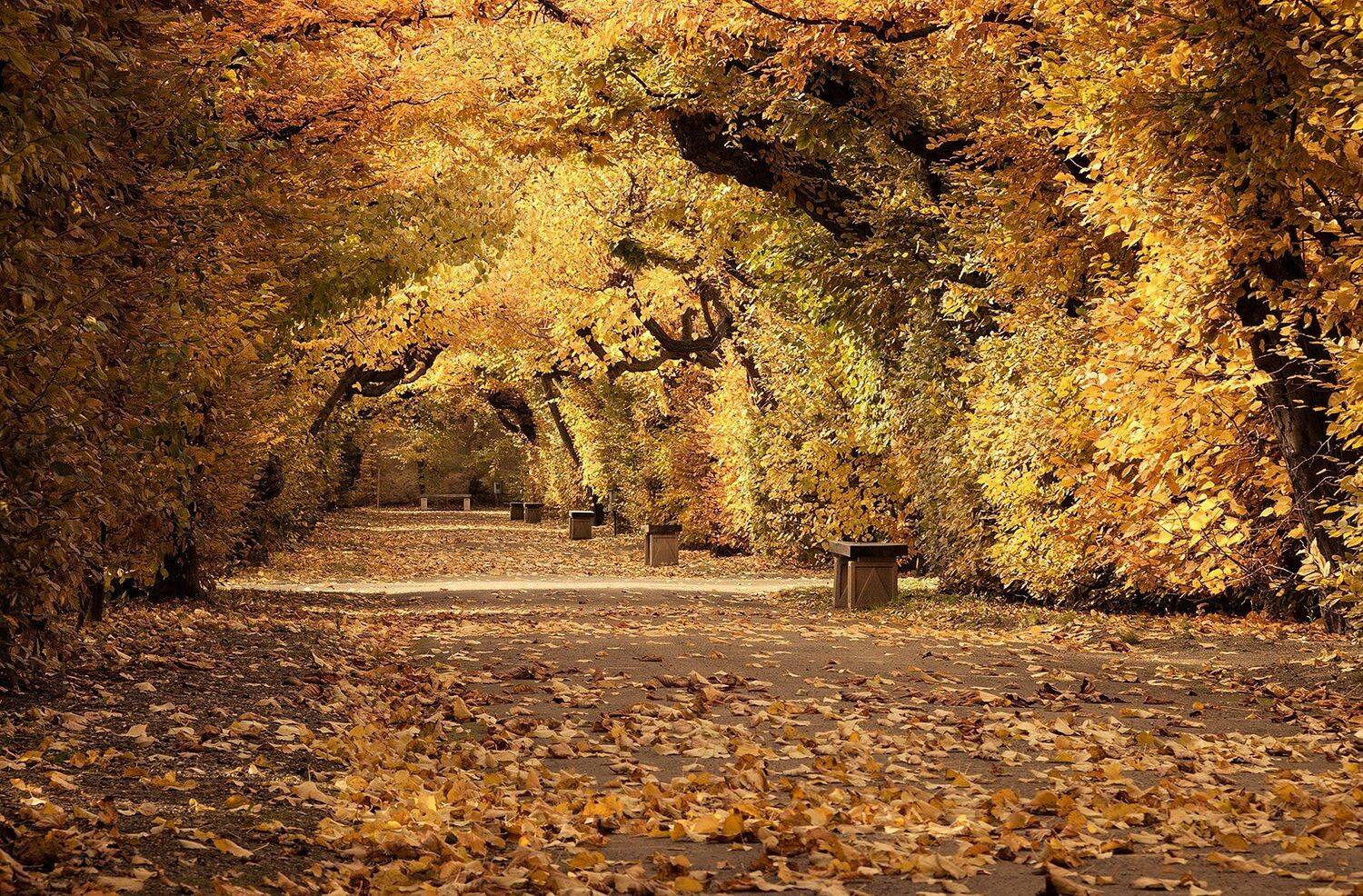 , Robert Adamec