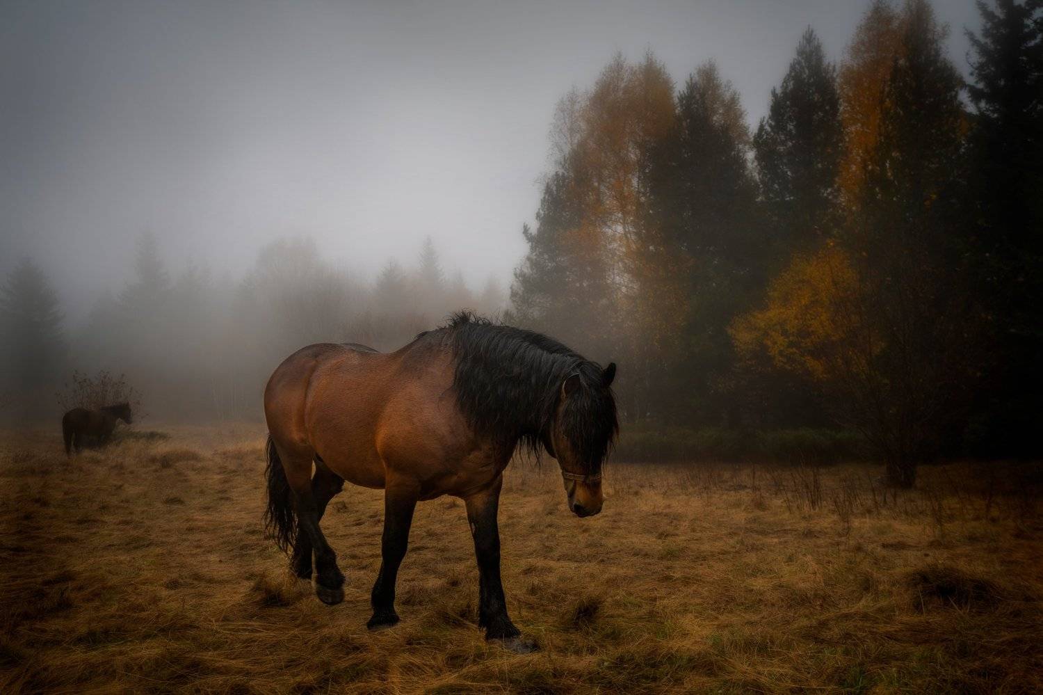 , Eddie Adamov